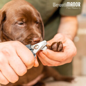 Spring Grooming Tips from Wagsworth Manor