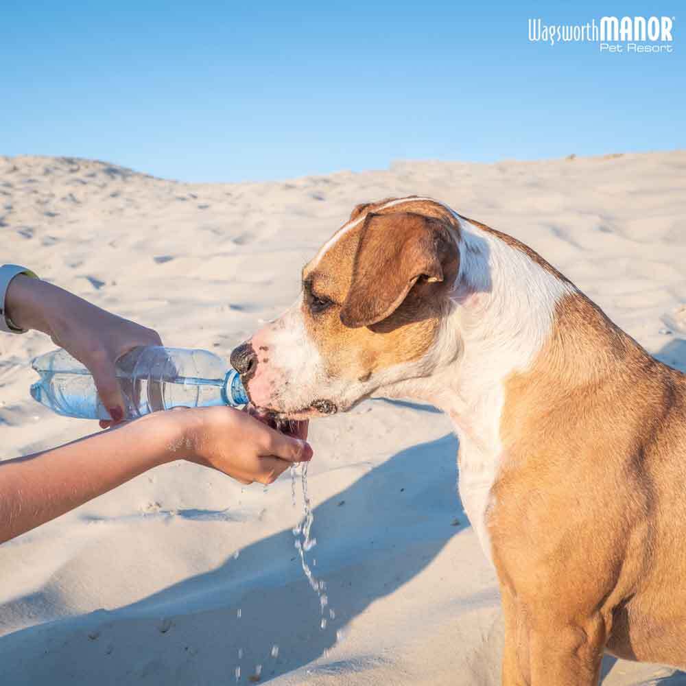 Wagsworth-Blog-Essential-Tips-for-Summer-Safety-Featured-Image Image of a dog on a beach drinking water from a bottle
