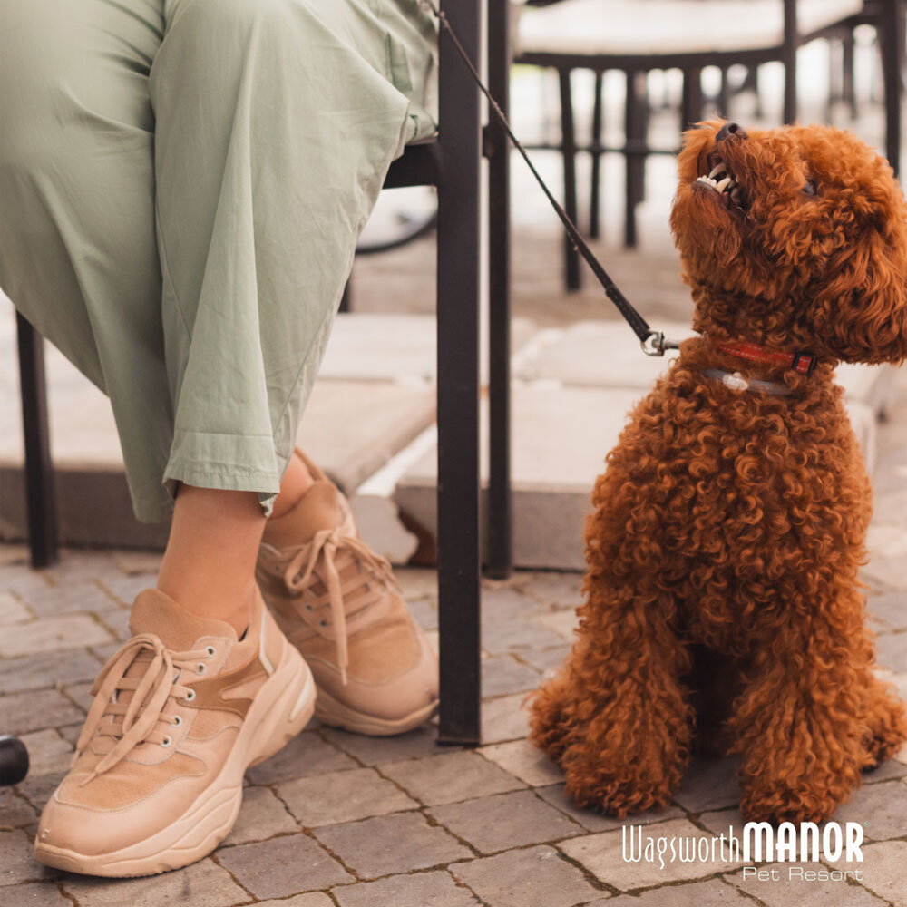 Wagsworth-Blog-Dog-Friendly-Main-Line-Summer-Events-Featured-Image Image of a cute brown dog on a leash sitting on a patio