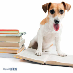 Dog Training in Malvern