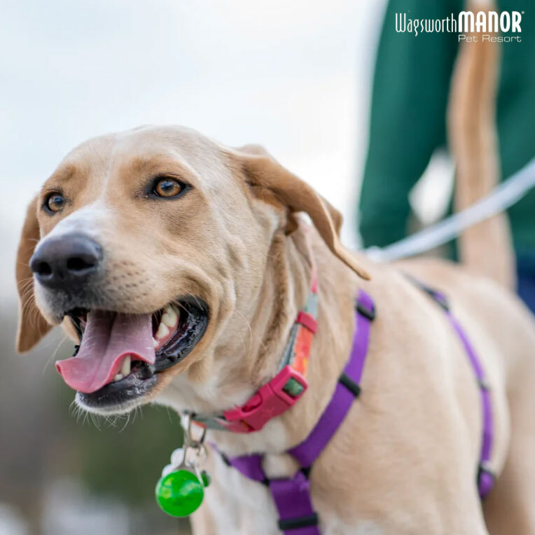Dog Friendly Fall Events on the Main Line