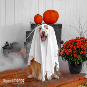 Halloween and Holiday Preparation for Dogs