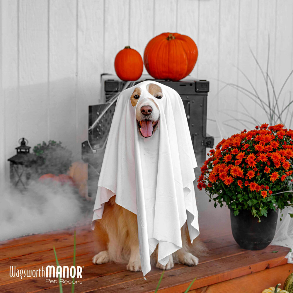 Halloween and Holiday Preparation for Dogs