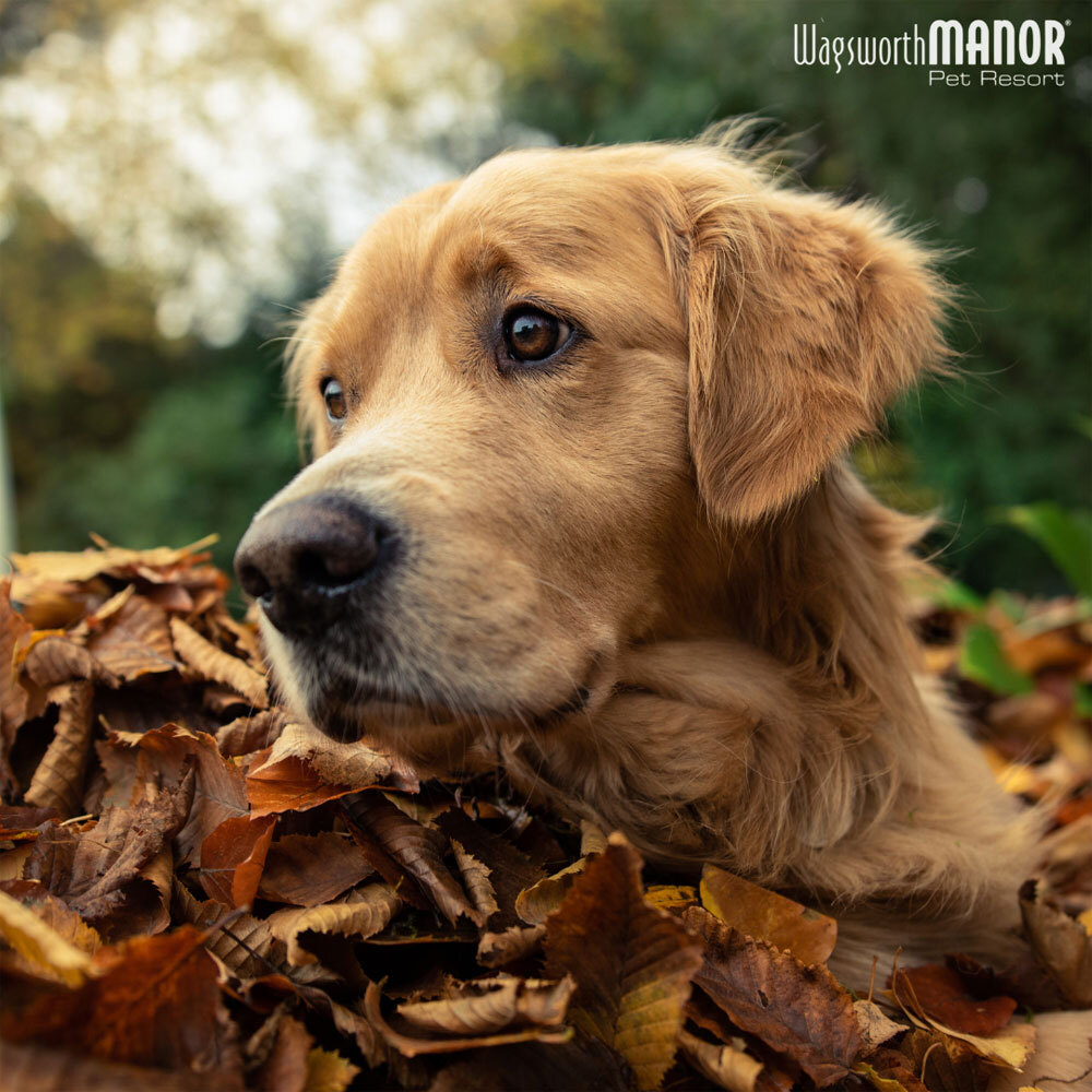 Wagsowrth-Blog-Dog-Friendly-Holiday-Recipes-Featured-Image Dog-friendly holiday recipes