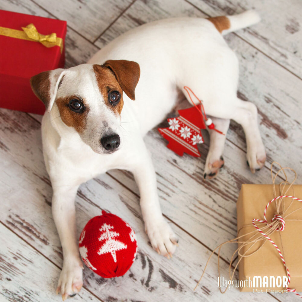 Holiday gifts for dogs