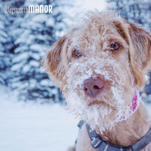 Winter Safety for Dogs