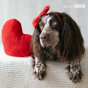 Image of a cute dog wearing a bow