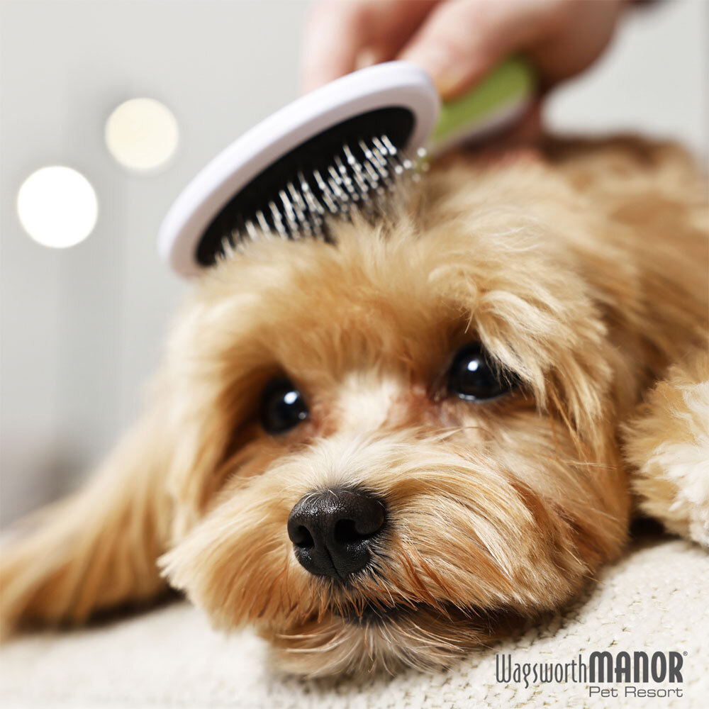 Shedding Season for Dogs