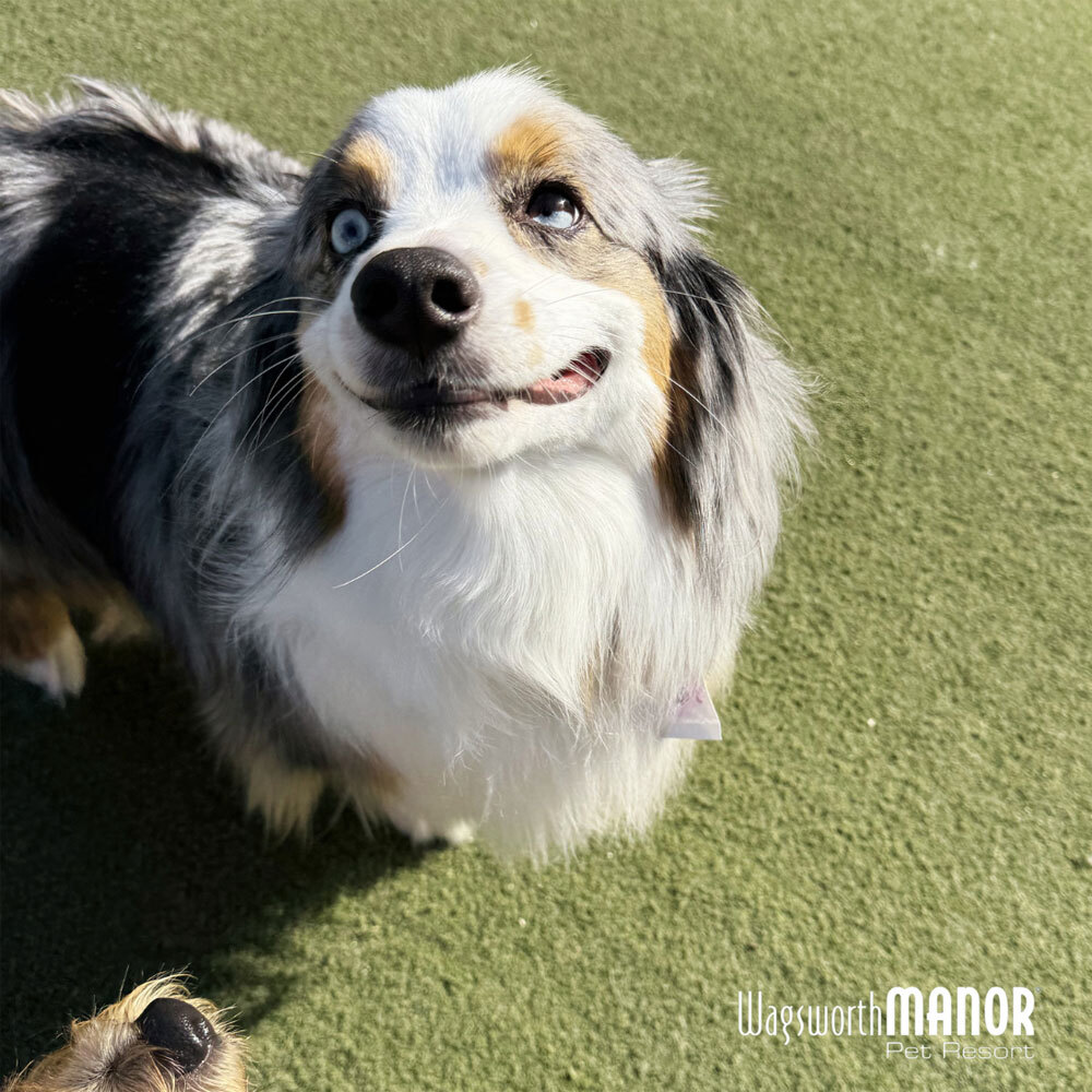 Main Line Summer Dog Daycamp