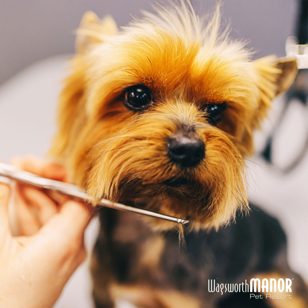 Imagen de a Yorkshire Terrier getting trimmed at a pet grooming salon