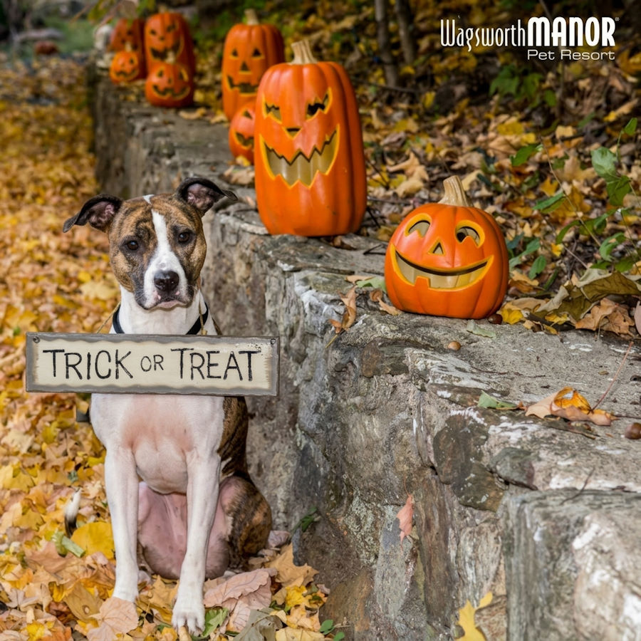 Dog-Friendly Halloween 2026